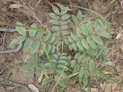 Senna petersiana