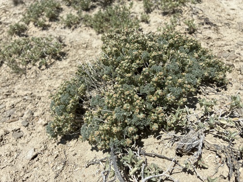 Bud Sagebrush