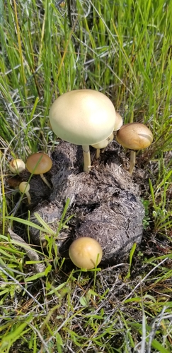 Dung Roundhead