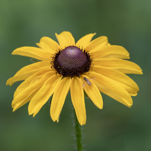 Rudbeckia