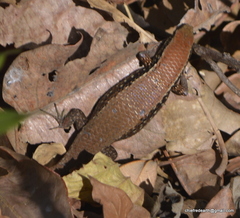 Eutropis macularia