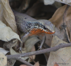 Eutropis macularia