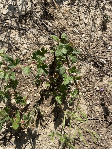 Erodium texanum, photograph 3