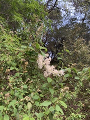Ceanothus integerrimus