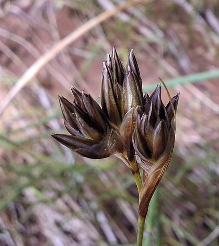 Juncus longistylis observed 2026-05-22