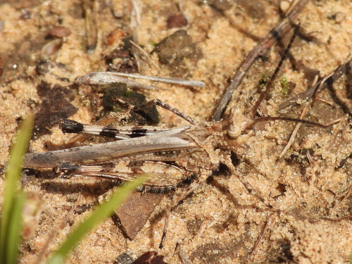 Caudell's Long-horned Grasshopper photo 5