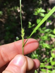 Carex oligocarpa