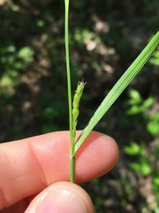 Carex oligocarpa