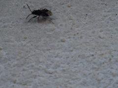 Scolopostethus affinis