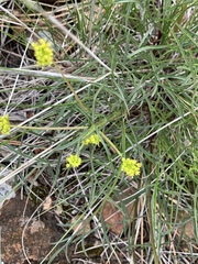 Lomatium triternatum