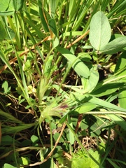 Trifolium medium
