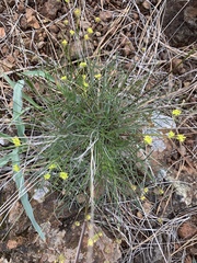 Lomatium triternatum