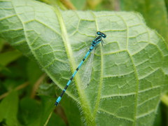 Coenagrion mercuriale