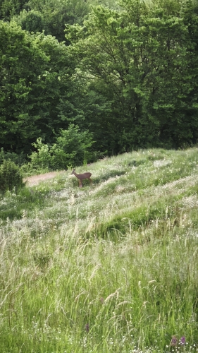 Western Roe Deer