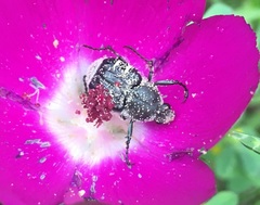 Trichiotinus texanus