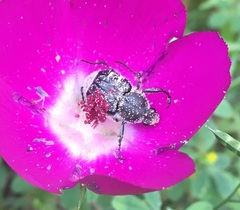 Trichiotinus texanus