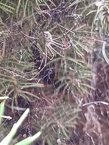 Marbled Cellar Spider