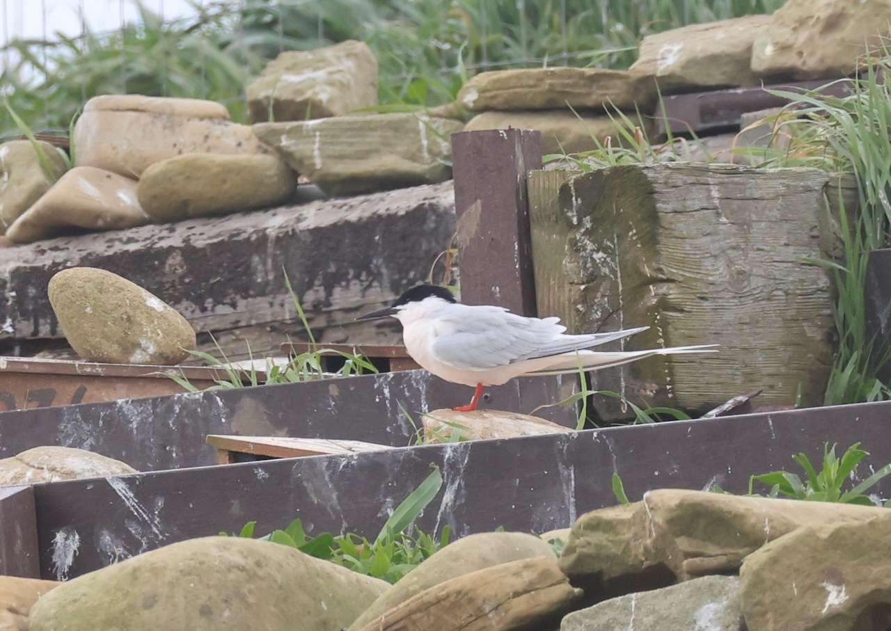 Roseate Tern (Sterna dougallii), photo 7