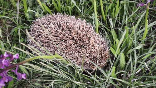 Northern White-breasted Hedgehog