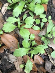 Magnoliopsida