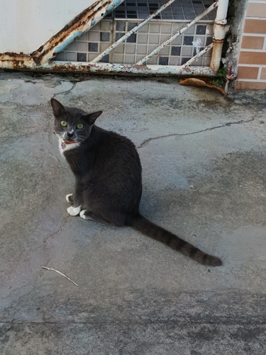 Domestic Cat