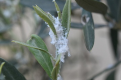 Euphyllura olivina