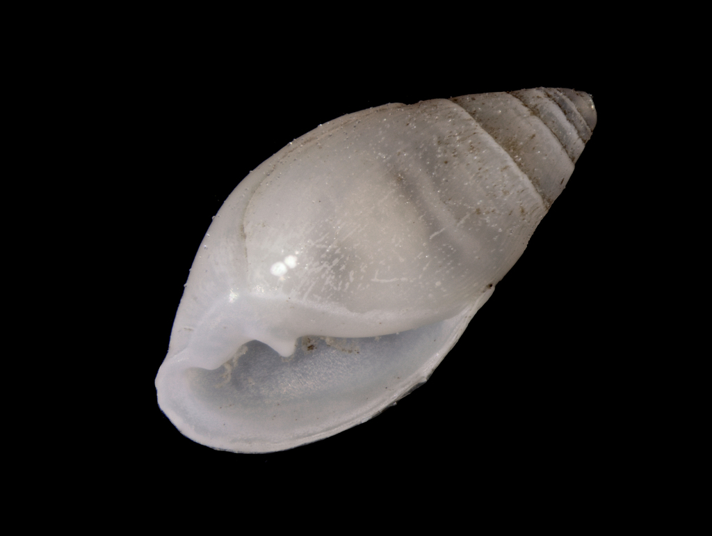 Auriculinella
