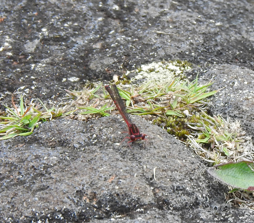 Megalagrion hawaiiense observed 2026-05-24