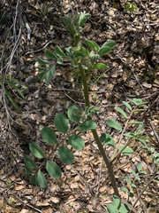 Hosackia crassifolia