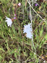 Lithophragma parviflorum
