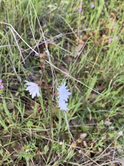 Lithophragma parviflorum