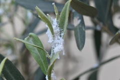Euphyllura olivina