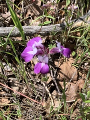 Collinsia sparsiflora