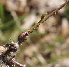 Oberea perspicillata