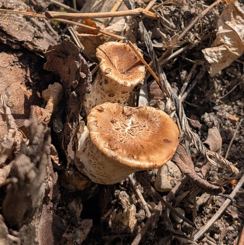 Dryad's Saddle · May 2026 · photo: Photo: (c) Jon, some rights reserved (CC BY) · iNaturalist