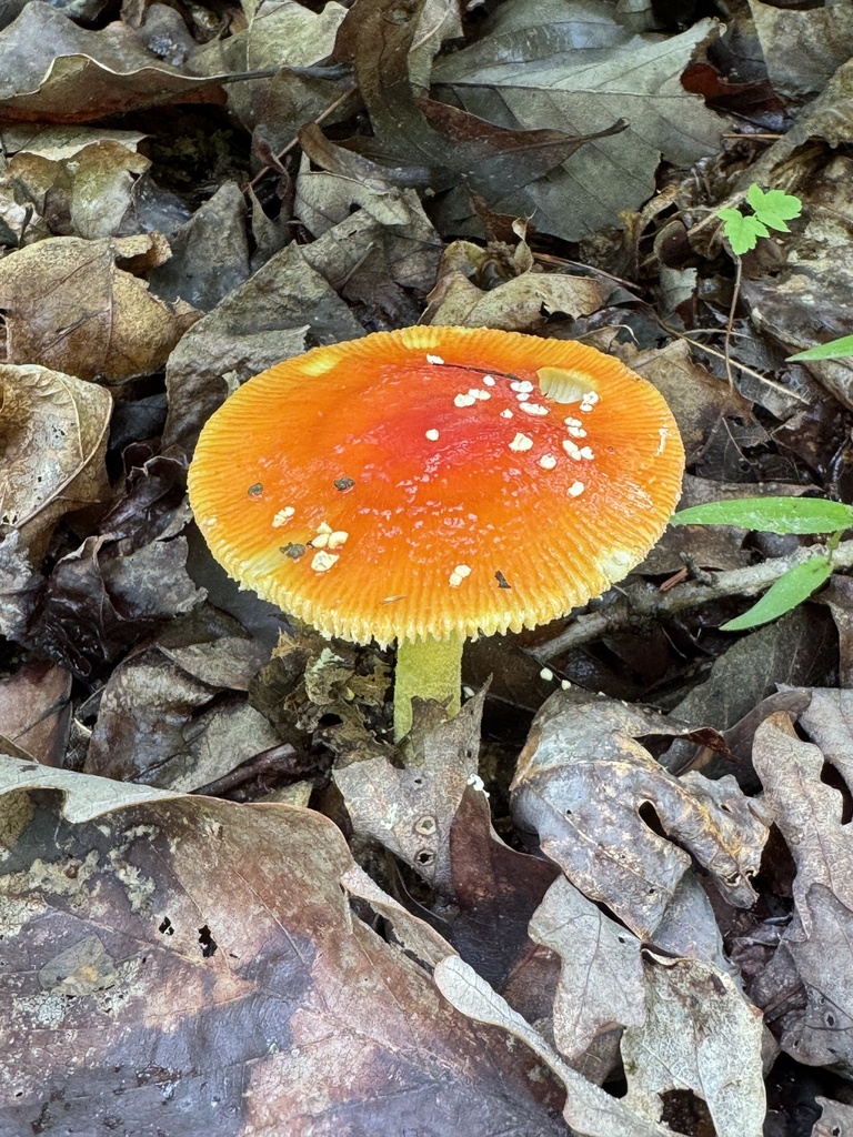 False Caesar's Mushroom · May 2026 · photo: Photo: (c) Jacob Weston, some rights reserved (CC BY) · iNaturalist