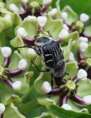 Trichiotinus texanus