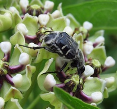 Trichiotinus texanus