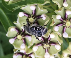 Trichiotinus texanus