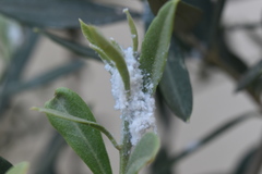 Euphyllura olivina