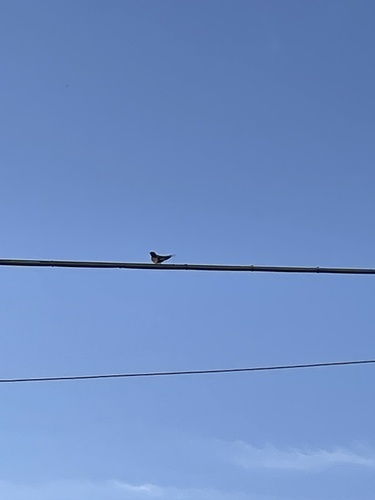 Barn Swallow