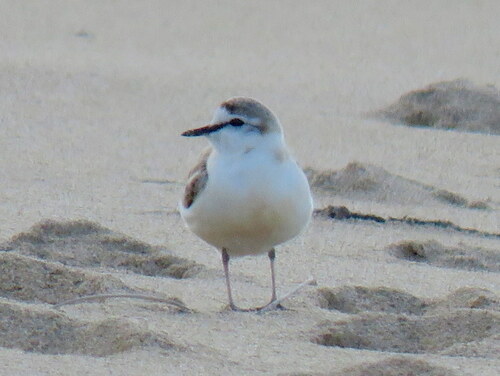 iNaturalist image