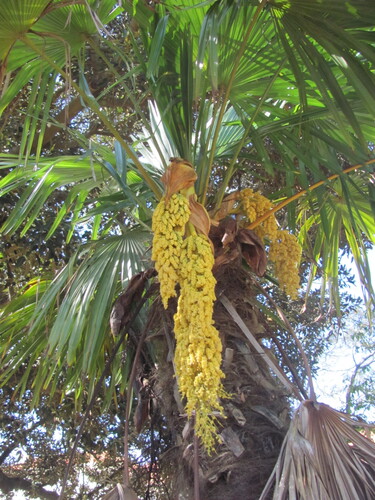 Chusan Palm