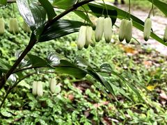 Polygonatum arisanense