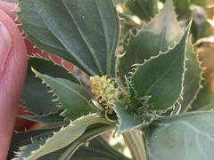 Stillingia spinulosa