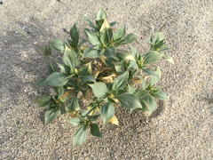 Stillingia spinulosa