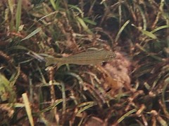 Helotes octolineatus