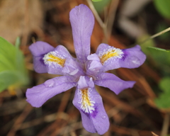 Iris lacustris