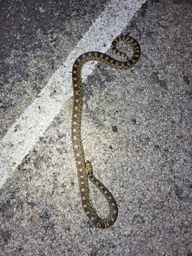 Bullsnake