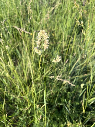 orchard grass